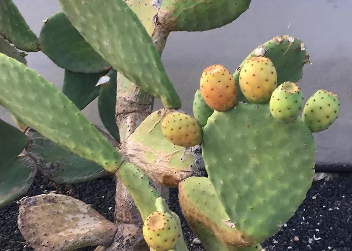 Estrella Del Sur דירה Lajita