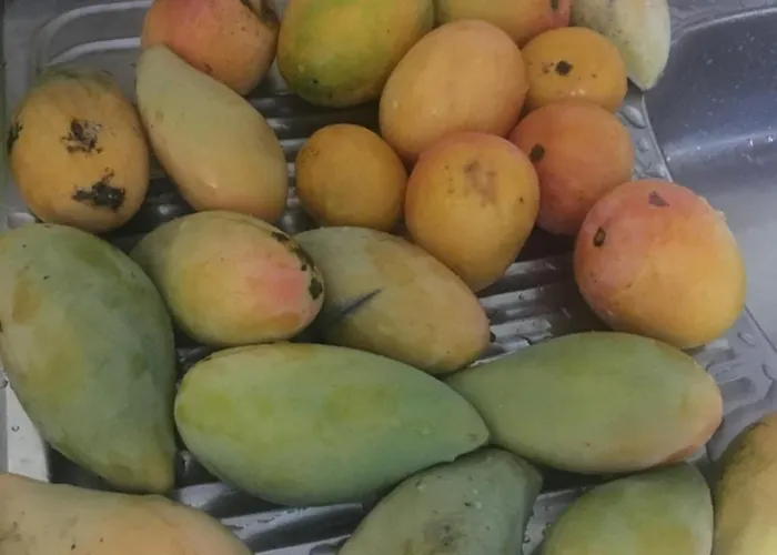 Estrella Del Sur Lajita