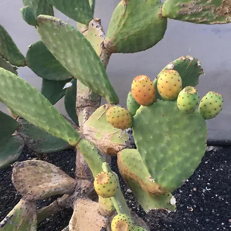 Estrella Del Sur Apartamento La Lajita