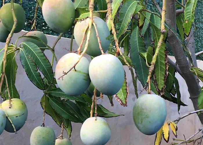 Apartmán Estrella Del Sur *